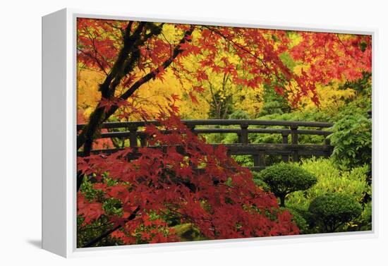 Moon Bridge in Autumn, Portland Japanese Garden, Portland, Oregon, USA-Michel Hersen-Framed Premier Image Canvas