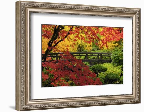 Moon Bridge in Autumn, Portland Japanese Garden, Portland, Oregon, USA-Michel Hersen-Framed Photographic Print