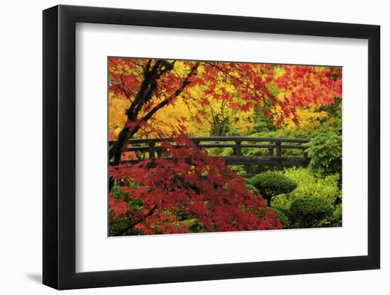 Moon Bridge in Autumn, Portland Japanese Garden, Portland, Oregon, USA-Michel Hersen-Framed Photographic Print