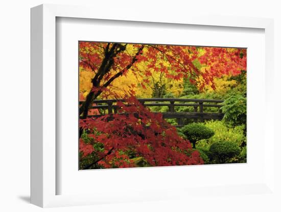 Moon Bridge in Autumn, Portland Japanese Garden, Portland, Oregon, USA-Michel Hersen-Framed Photographic Print