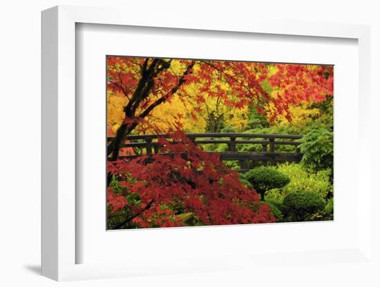 Moon Bridge in Autumn, Portland Japanese Garden, Portland, Oregon, USA-Michel Hersen-Framed Premium Photographic Print