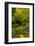 Moon Bridge, Spring, Portland Japanese Garden, Portland, Oregon, USA-Michel Hersen-Framed Photographic Print