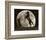 Moon Dance-Barry Hart-Framed Art Print