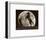 Moon Dance-Barry Hart-Framed Art Print