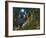 Moon Dragon-Bill Bell-Framed Giclee Print