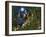 Moon Dragon-Bill Bell-Framed Giclee Print