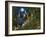 Moon Dragon-Bill Bell-Framed Giclee Print