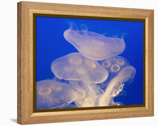 Moon jellies-Hal Beral-Framed Premier Image Canvas