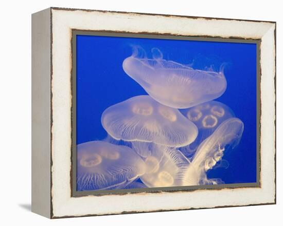 Moon jellies-Hal Beral-Framed Premier Image Canvas