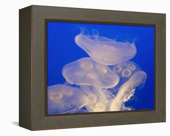 Moon jellies-Hal Beral-Framed Premier Image Canvas