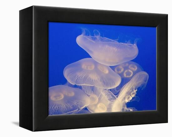 Moon jellies-Hal Beral-Framed Premier Image Canvas