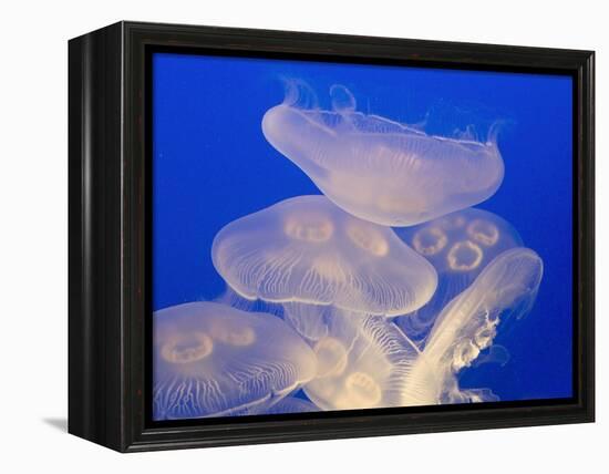 Moon jellies-Hal Beral-Framed Premier Image Canvas