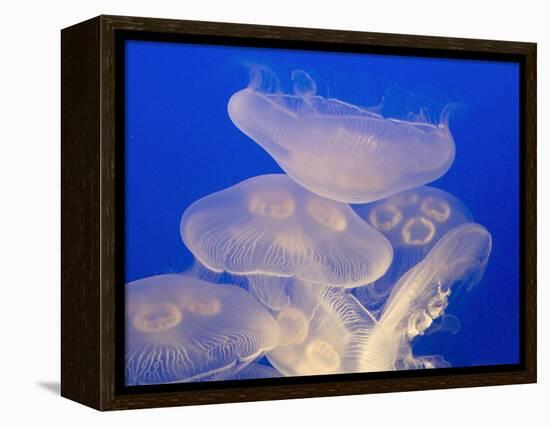 Moon jellies-Hal Beral-Framed Premier Image Canvas