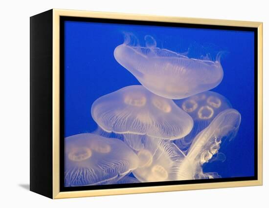 Moon jellies-Hal Beral-Framed Premier Image Canvas