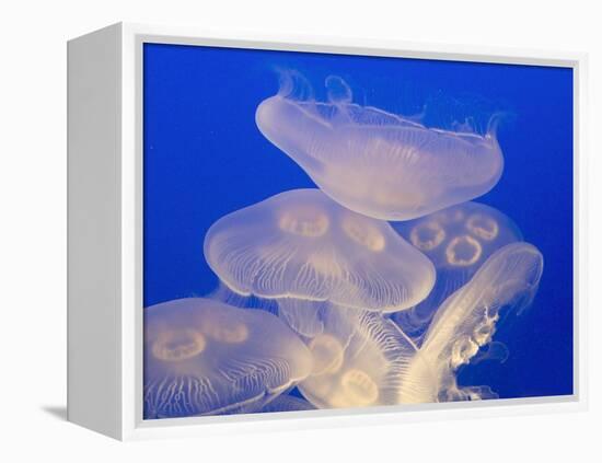 Moon jellies-Hal Beral-Framed Premier Image Canvas