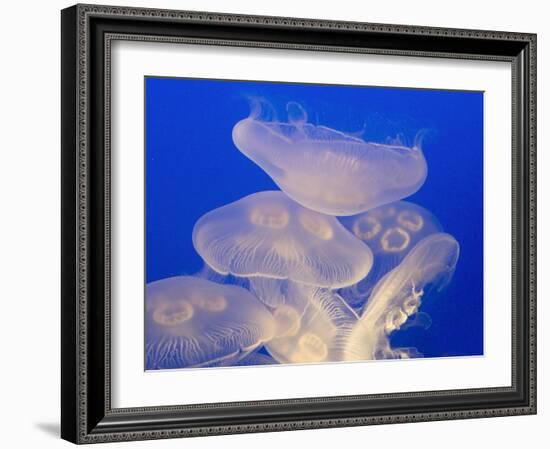 Moon jellies-Hal Beral-Framed Premium Photographic Print