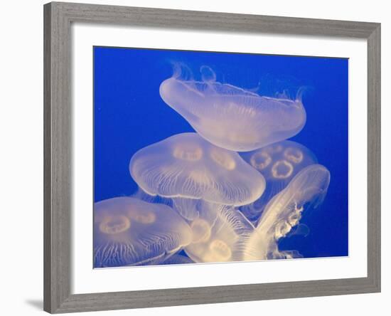 Moon jellies-Hal Beral-Framed Photographic Print