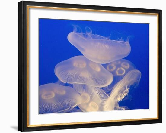 Moon jellies-Hal Beral-Framed Photographic Print