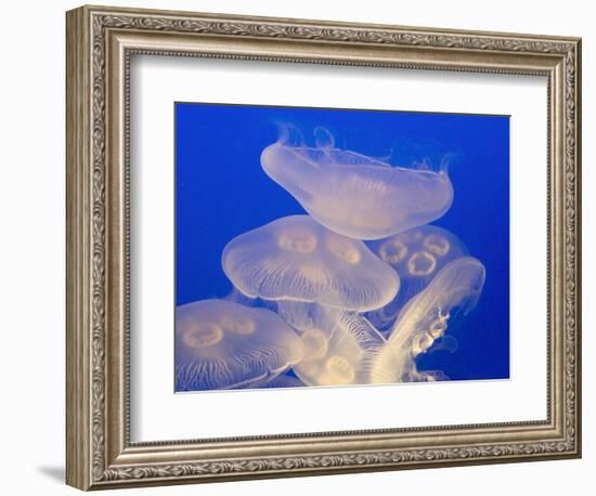 Moon jellies-Hal Beral-Framed Photographic Print