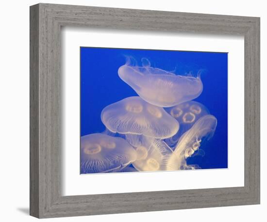 Moon jellies-Hal Beral-Framed Photographic Print