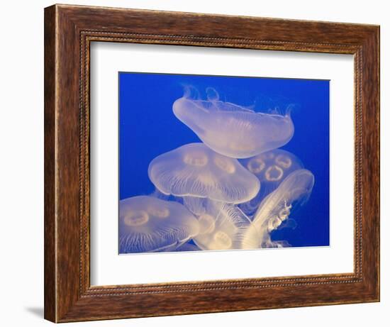 Moon jellies-Hal Beral-Framed Photographic Print