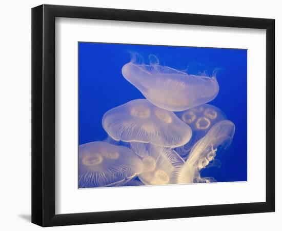 Moon jellies-Hal Beral-Framed Photographic Print