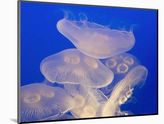 Moon jellies-Hal Beral-Mounted Photographic Print