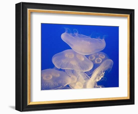 Moon jellies-Hal Beral-Framed Photographic Print