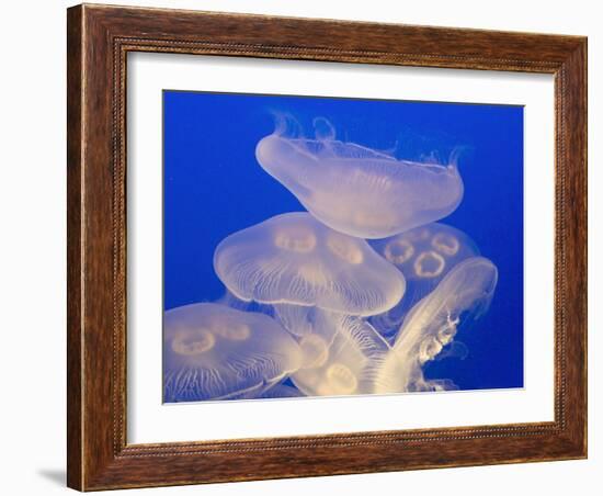 Moon jellies-Hal Beral-Framed Photographic Print