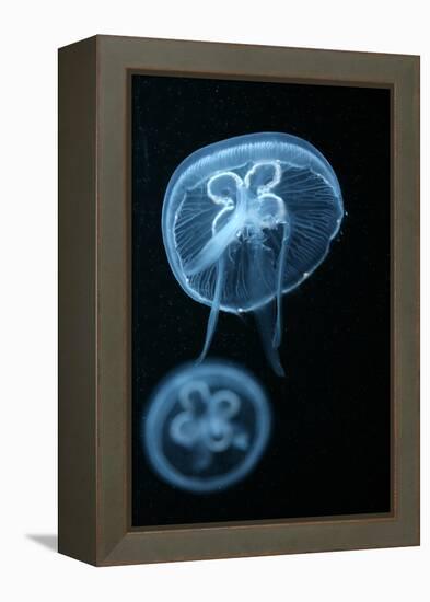 Moon Jellyfish (Aurelia Aurita) in an Aquarium.-wrangel-Framed Premier Image Canvas