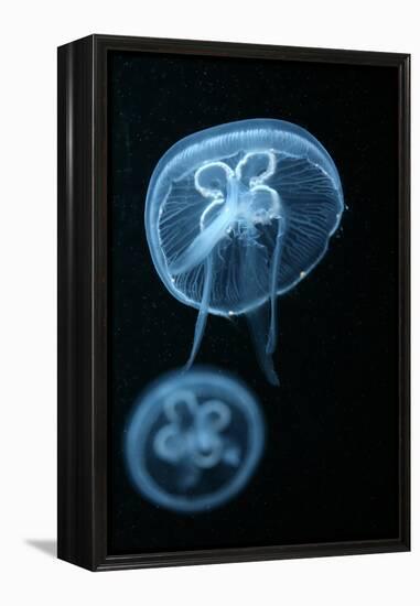 Moon Jellyfish (Aurelia Aurita) in an Aquarium.-wrangel-Framed Premier Image Canvas