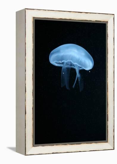 Moon Jellyfish (Aurelia Aurita) in an Aquarium.-wrangel-Framed Premier Image Canvas