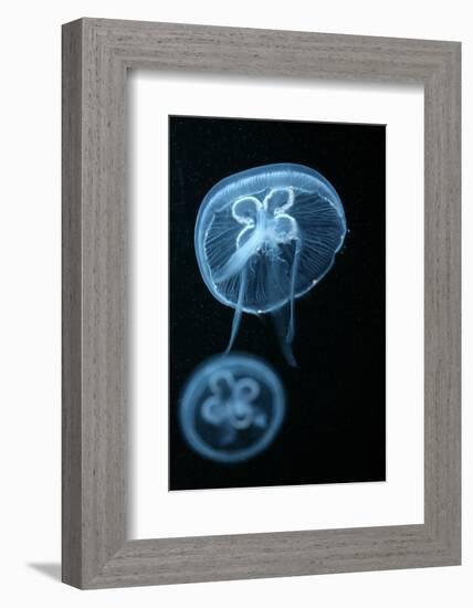 Moon Jellyfish (Aurelia Aurita) in an Aquarium.-wrangel-Framed Photographic Print