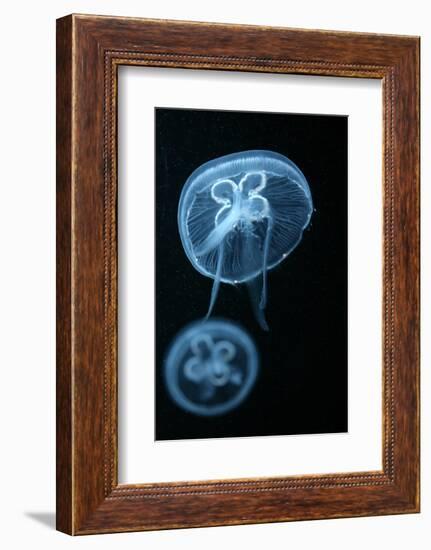 Moon Jellyfish (Aurelia Aurita) in an Aquarium.-wrangel-Framed Photographic Print