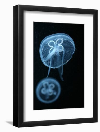 Moon Jellyfish (Aurelia Aurita) in an Aquarium.-wrangel-Framed Photographic Print