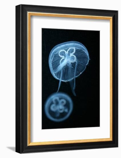 Moon Jellyfish (Aurelia Aurita) in an Aquarium.-wrangel-Framed Photographic Print