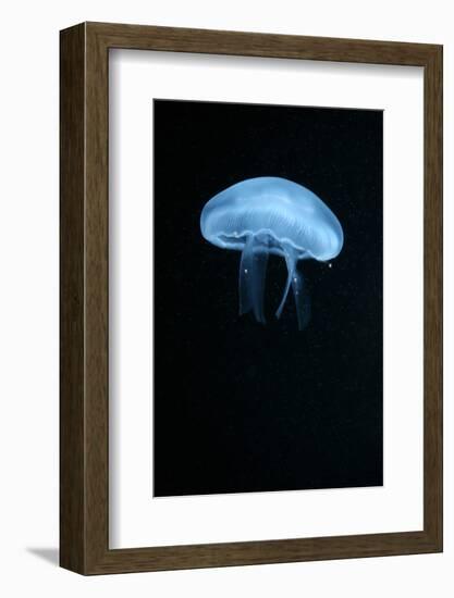 Moon Jellyfish (Aurelia Aurita) in an Aquarium.-wrangel-Framed Photographic Print