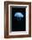 Moon Jellyfish (Aurelia Aurita) in an Aquarium.-wrangel-Framed Photographic Print