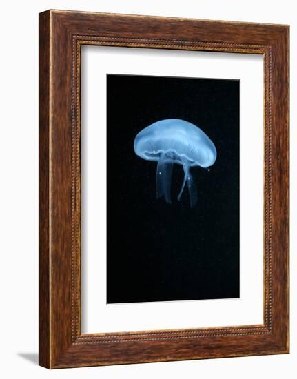 Moon Jellyfish (Aurelia Aurita) in an Aquarium.-wrangel-Framed Photographic Print