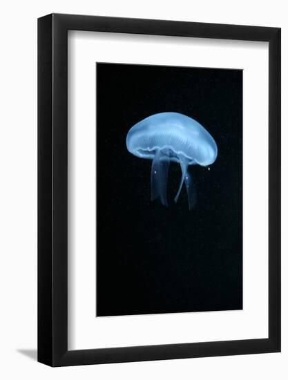 Moon Jellyfish (Aurelia Aurita) in an Aquarium.-wrangel-Framed Photographic Print