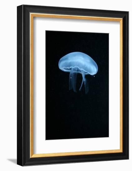 Moon Jellyfish (Aurelia Aurita) in an Aquarium.-wrangel-Framed Photographic Print