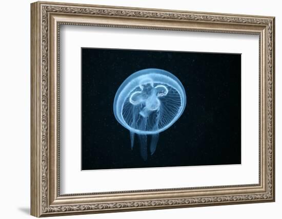 Moon Jellyfish (Aurelia Aurita) in an Aquarium.-wrangel-Framed Photographic Print