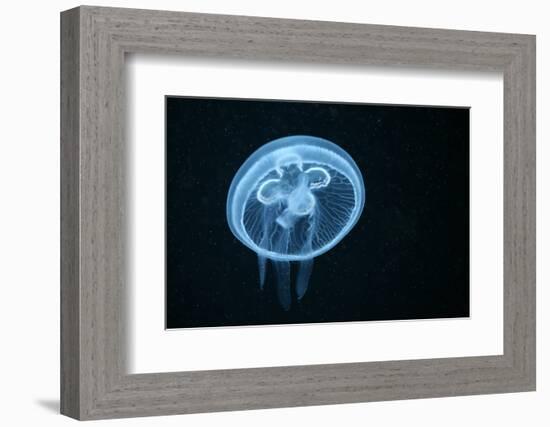 Moon Jellyfish (Aurelia Aurita) in an Aquarium.-wrangel-Framed Photographic Print