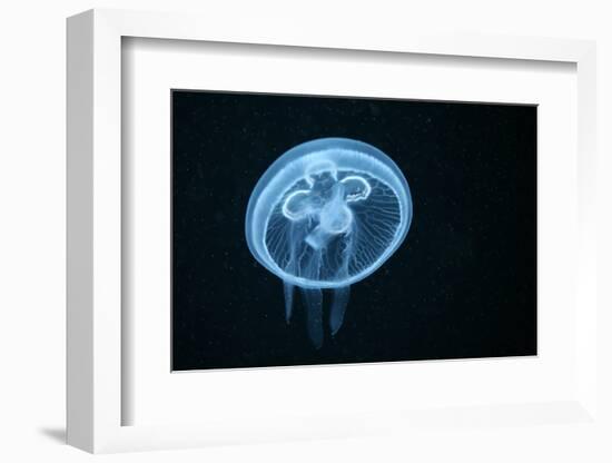 Moon Jellyfish (Aurelia Aurita) in an Aquarium.-wrangel-Framed Photographic Print