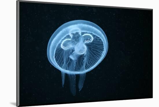 Moon Jellyfish (Aurelia Aurita) in an Aquarium.-wrangel-Mounted Photographic Print