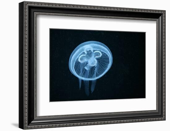 Moon Jellyfish (Aurelia Aurita) in an Aquarium.-wrangel-Framed Photographic Print