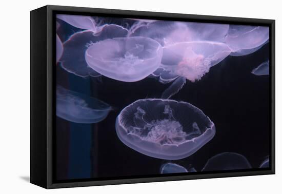 Moon Jellyfish, Aurelia Aurita-steffstarr-Framed Premier Image Canvas