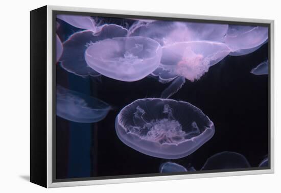 Moon Jellyfish, Aurelia Aurita-steffstarr-Framed Premier Image Canvas