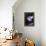 Moon Jellyfish, Aurelia Aurita-steffstarr-Framed Premier Image Canvas displayed on a wall
