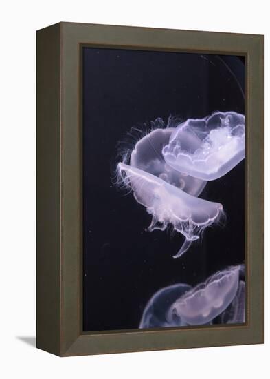 Moon Jellyfish, Aurelia Aurita-steffstarr-Framed Premier Image Canvas